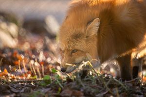 renard sur Dennis Eckert