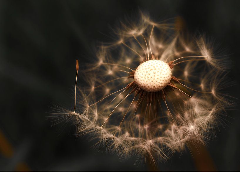 Paardenbloem by Bert Seinstra