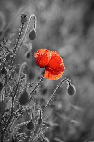 Poppy, background black and white