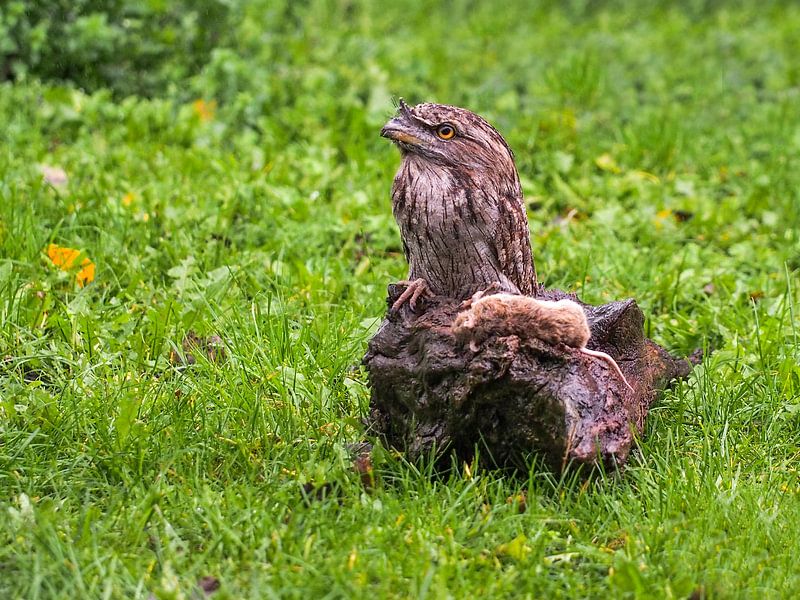 Engoulevent à hibou par Loek Lobel