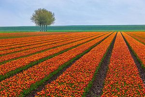 Orangene Tulpen in Groningen