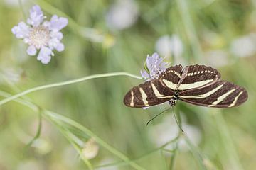 Zebravlinder  van Karin Riethoven