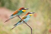 Birds | European Bee-eaters - Greece