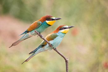 Vögel | Zwei Bienenfresser - Griechenland