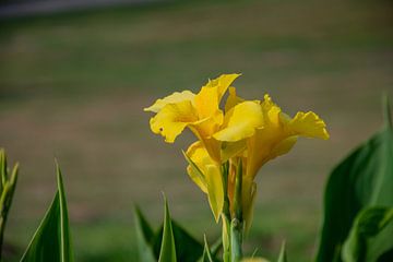 De gele bloem