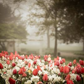 Tulpen im Rheinpark von visualmoods.art