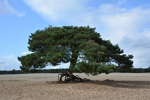 Dansende dennenboom in stuifzand Lange Duinen Soest