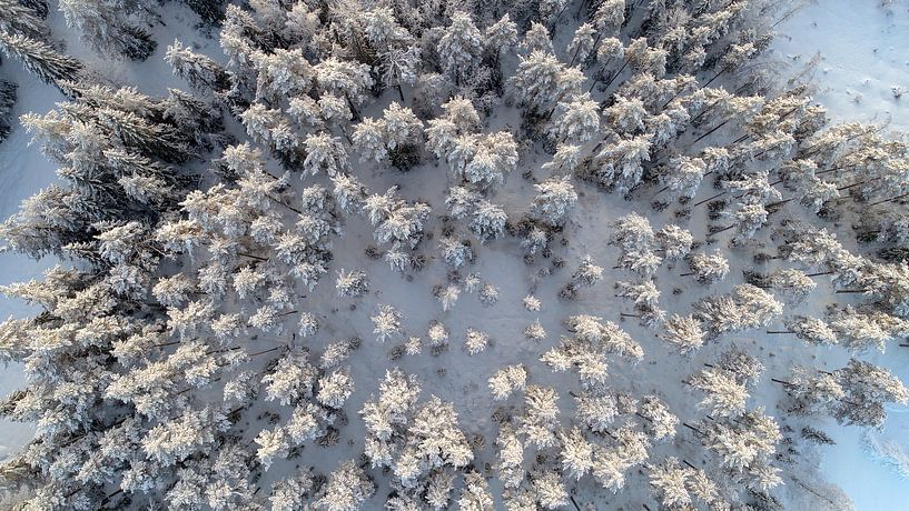 Topshot van een besneeuwd bos van Fields Sweden