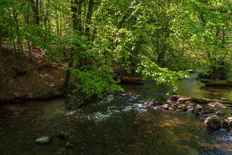 Landschap in het mistdoorbraakdal tussen Serrahn en Kuchelmiß van Rico Ködder