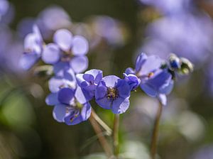 Polemonium