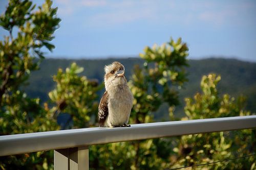 De kookaburra was erg nieuwsgierig