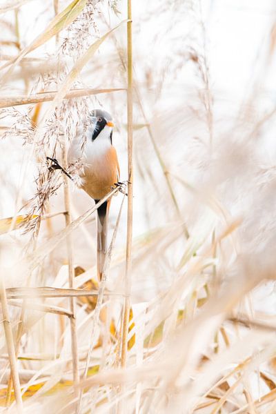 Bearded reedling in the split by Danny Slijfer Natuurfotografie
