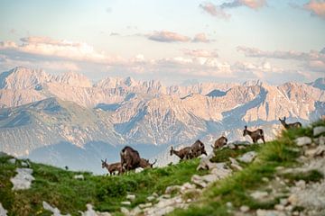 Groupe de chamois dans les montagnes tyroliennes sur Leo Schindzielorz