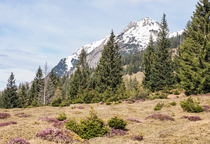 Frühlingshafte Berglandschaft im Wettersteingebirge mit grünen Wiesen und markanten Gipfeln.