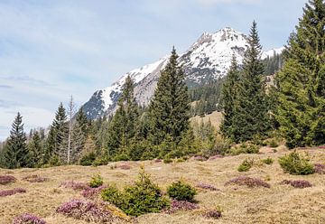 Frühlingshafte Berglandschaft im Wettersteingebirge mit grünen Wiesen und markanten Gipfeln. von Miriam Schwarzfischer Fotografie