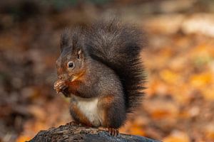 Eichhörnchen im Wald mit Herbstfarben.