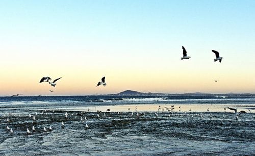 Seagulls on the beach at sunrise mixed media
