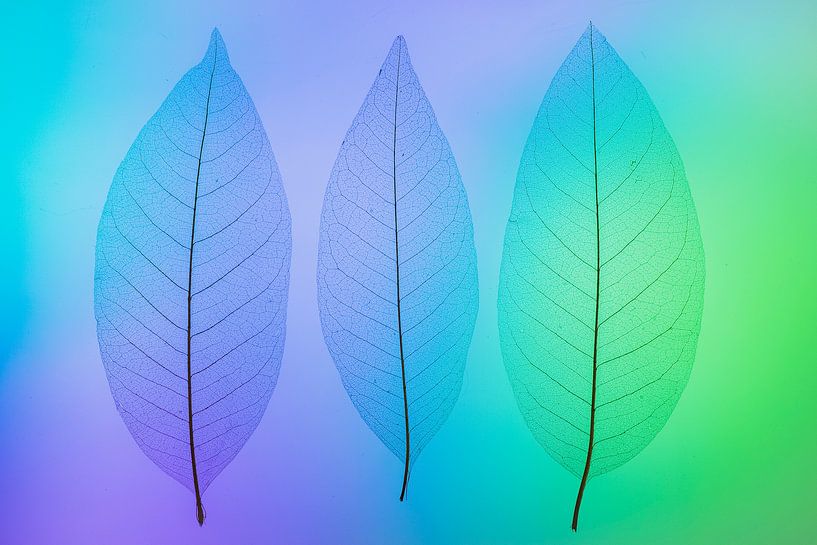 Skeletbladeren blauw, groen, paars van Karin Tebes