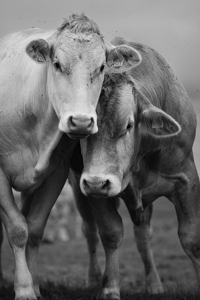 Cows Yerseke lees by Joëlle Pekaar
