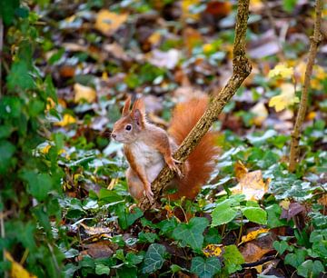 Squirrel by Leopold Brix