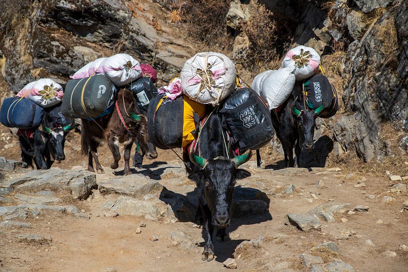 Yak or Jak in Nepal - Himalayas by Ton Tolboom