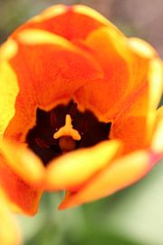 Tulpe von Anthea van den Berg