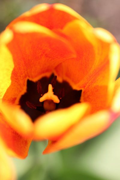 Tulip by Anthea van den Berg