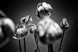 Tulips by Pierre Verhoeven