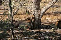 Amerikaans hert in de wildernis van Ramon Berk thumbnail