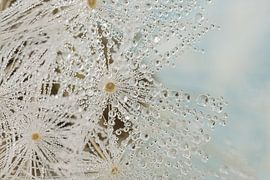 Winter feeling: Drops on the fluff of a Dandelion by Marjolijn van den Berg
