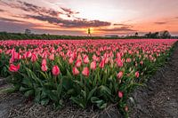 Läufer in der Nähe eines Feldes mit rosa Tulpen in Noordwijk (0108)