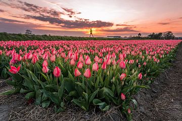 Coureur près d'un champ de tulipes roses à Noordwijk (0108) sur Reezyard