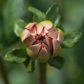 Eclosion imminente d'un dahlia (format au carré) sur Natacha Cools