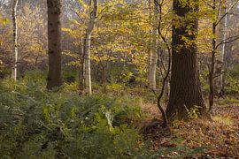 Bos in herfstkleuren van Peter Bolman