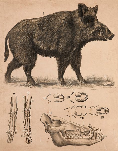 Wildschwein von Kurt Schraepen