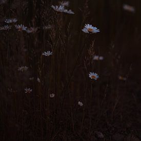 Sunset & Daisies by Imagination by Mieke