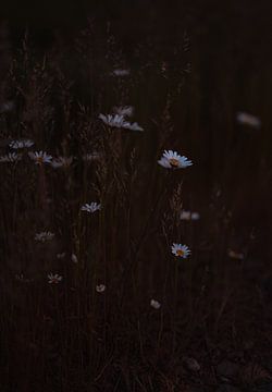 Sonnenuntergang und Gänseblümchen von Imagination by Mieke