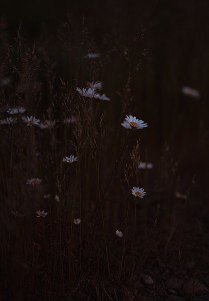 Sunset &amp; Daisies van Imagination by Mieke