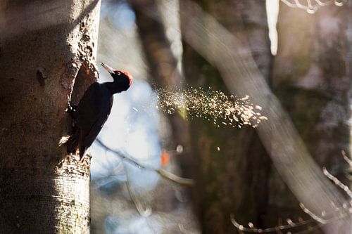 Zwarte specht hakt nestholte uit Veluwse boom