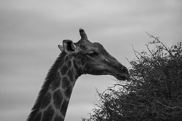 Grote Afrikaanse giraffe in Namibië, Afrika van Patrick Groß