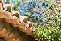 Le Provence