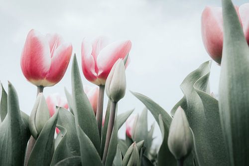 Roze tulpen