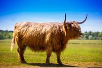 Longhorn