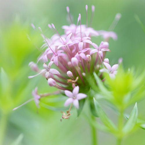 Roze bloem - in omgevingsgroen