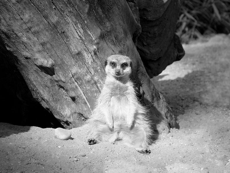 Meerkat in black and white by Jose Lok