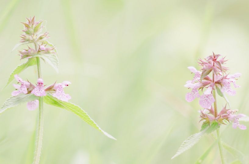 wild orchids by Aimé de Clercq