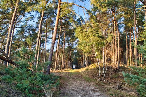 Een doorkijkje door het bos