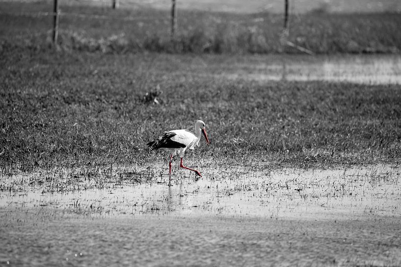 Storch im Duo-Ton von EFFEKTPHOTOGRAPHY.nl