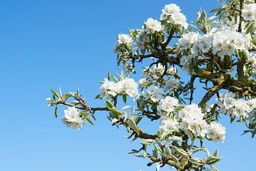 Fleur de poirier au printemps sur Fred Roest