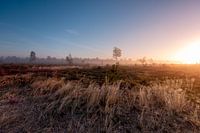 Helmgras buigt naar opkomende zon